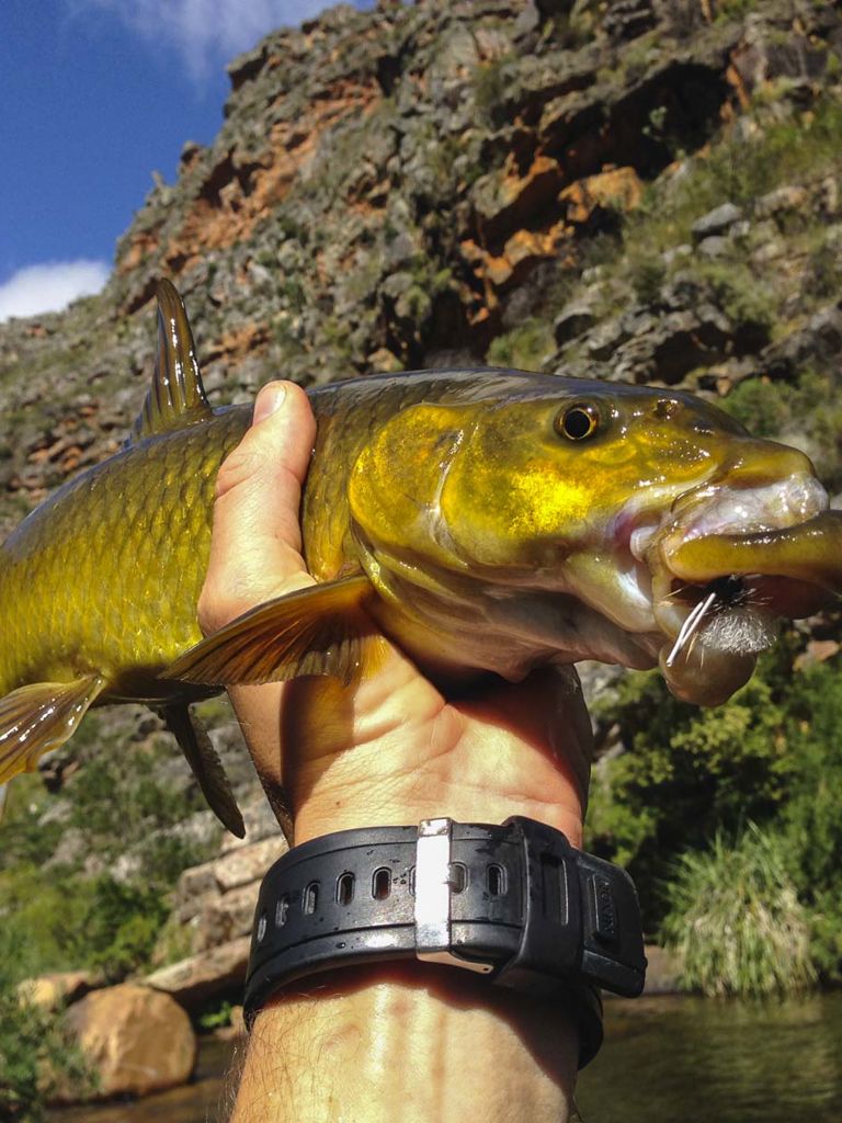 Clanwilliam YellowFish Clanwilliam YellowFish