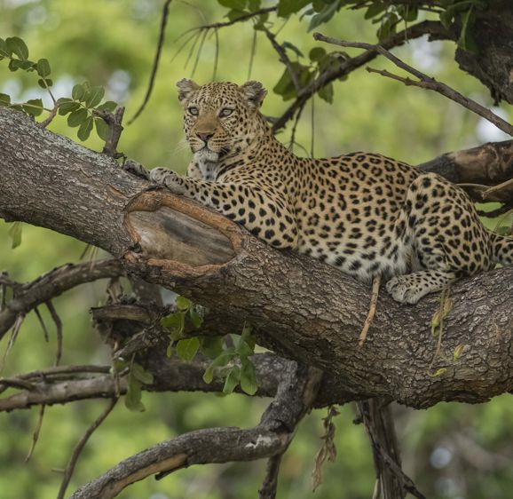 Leopard Madiphala in a tree Leopard Madiphala in a tree