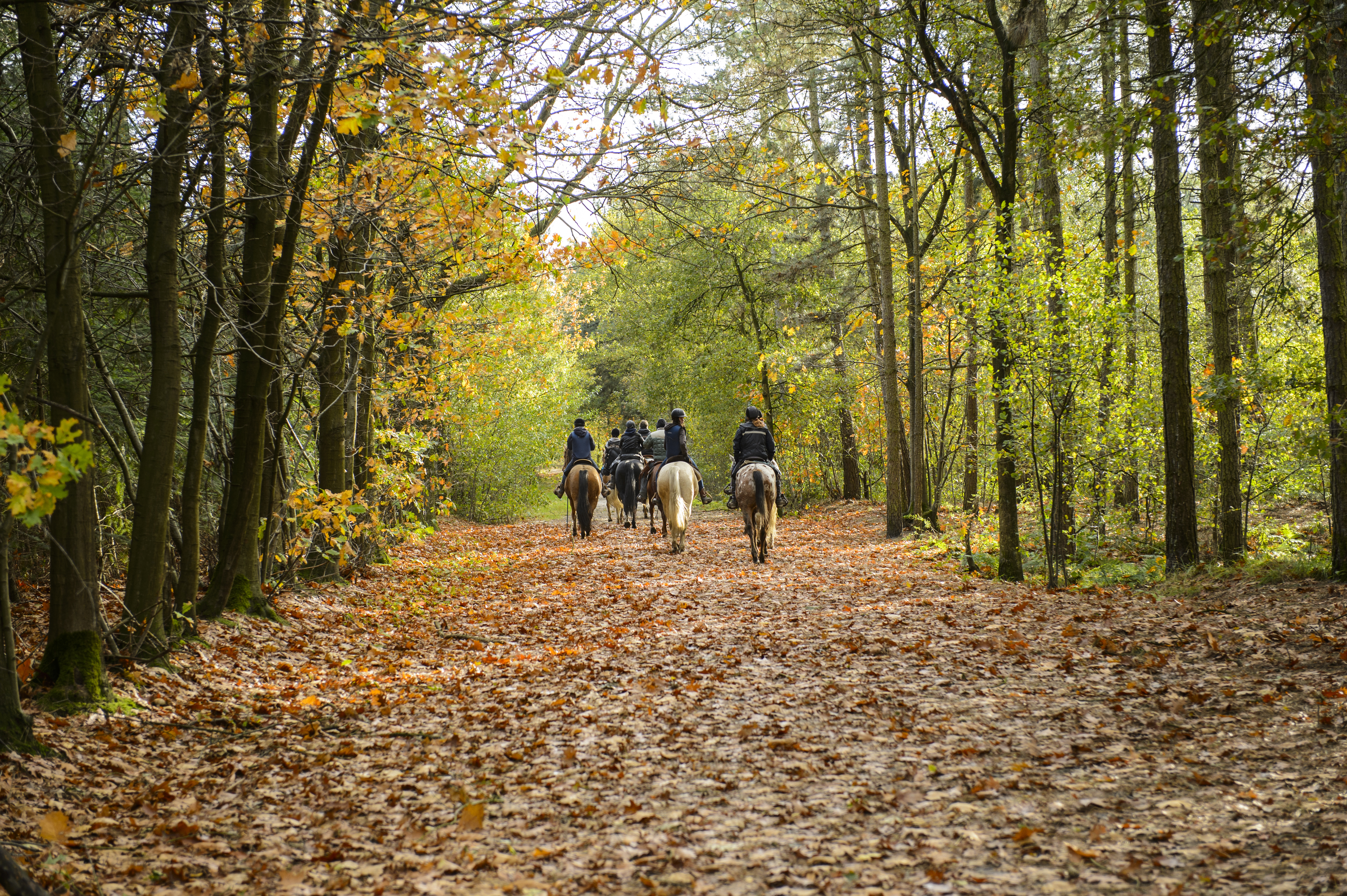 Group of horse riders in the forest in autumn