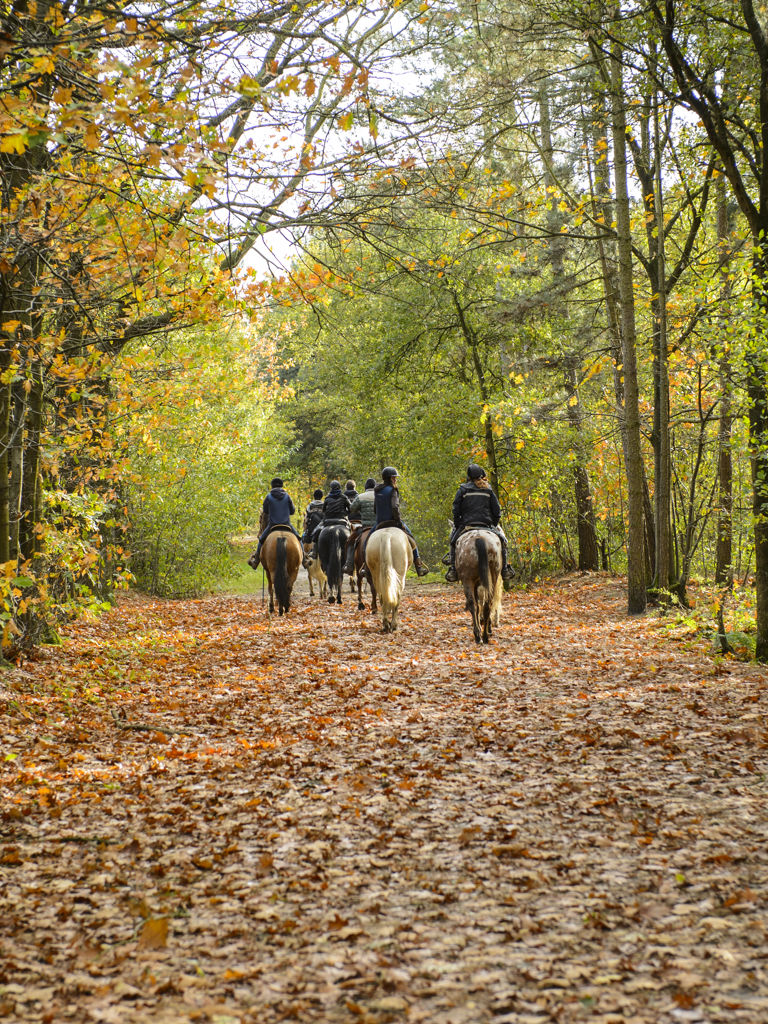 Group of horse riders in the forest in autumn Group of horse riders in the forest in autumn