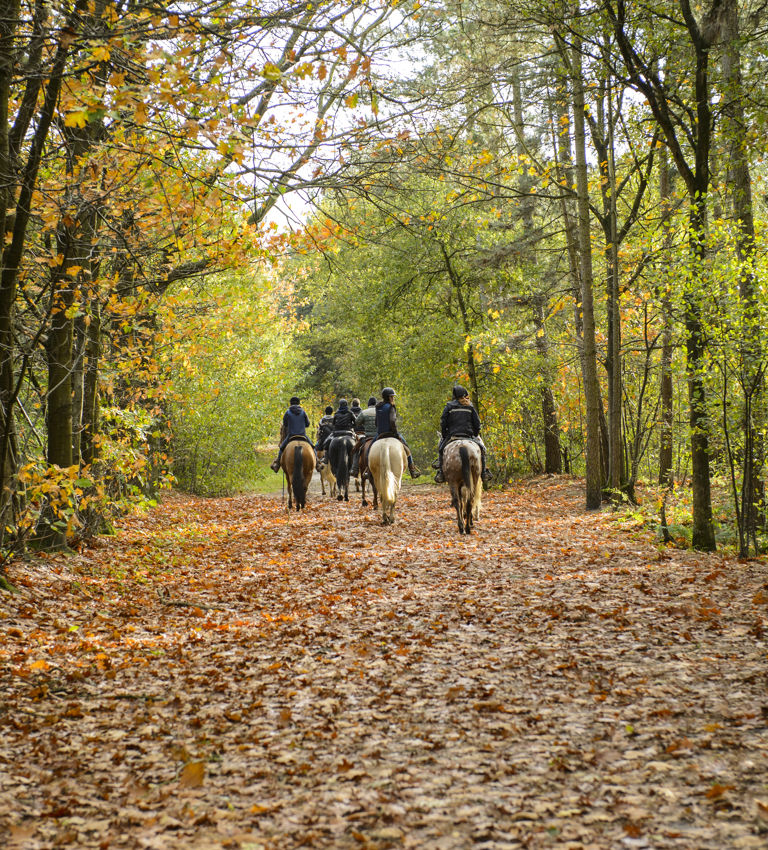 Group of horse riders in the forest in autumn Group of horse riders in the forest in autumn