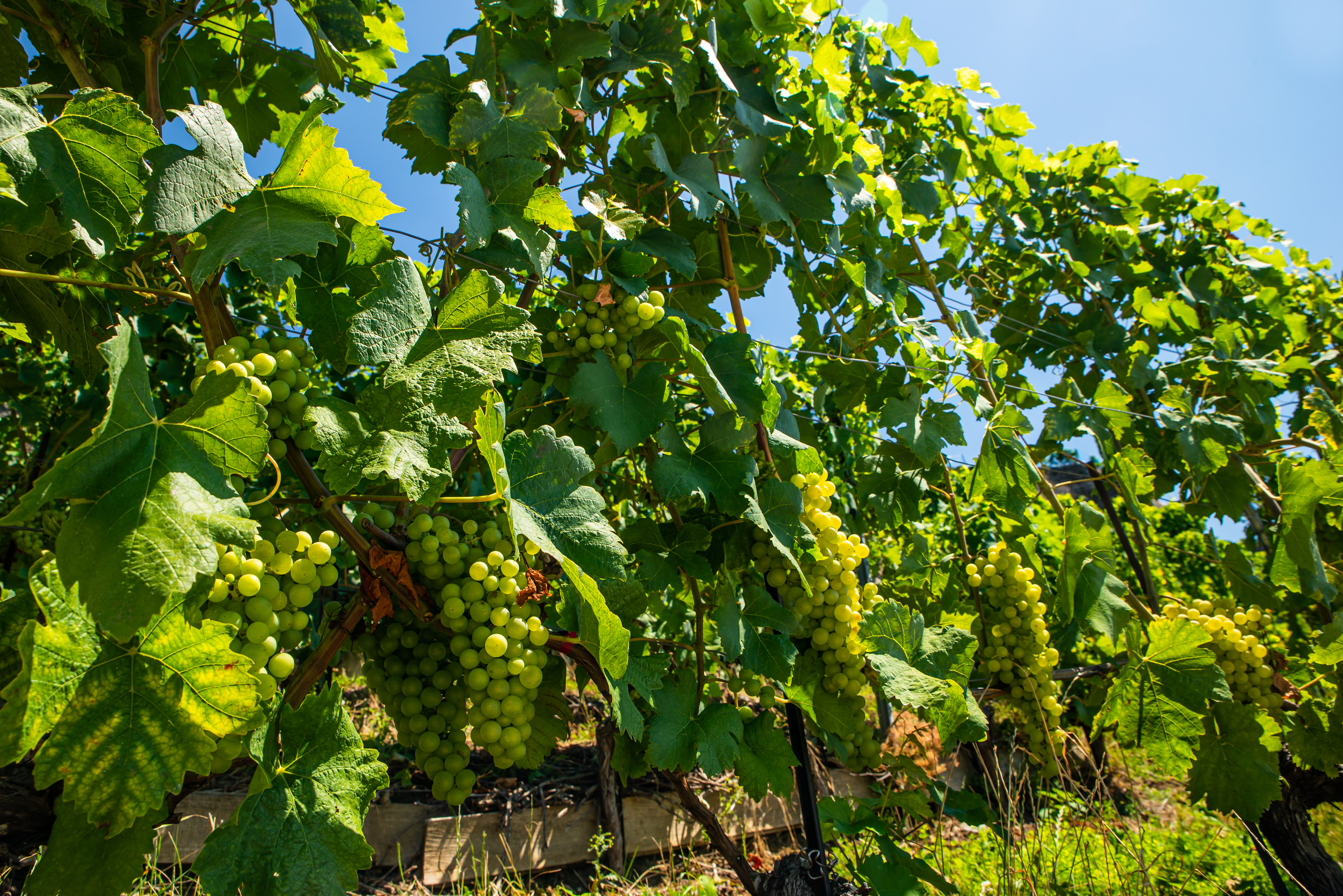 Vineyards and itineraries on Lake Geneva, grapes in maturation 1071 Chexbres, Switzerland