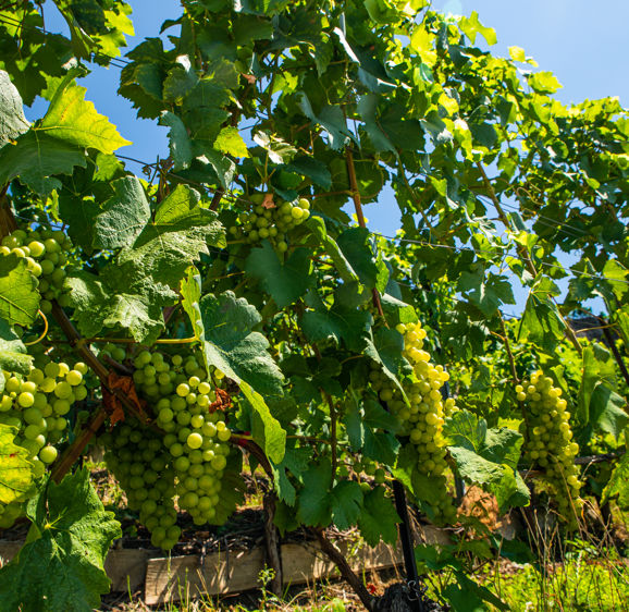 Vineyards and itineraries on Lake Geneva, grapes in maturation 1071 Chexbres, Switzerland Vineyards and itineraries on Lake Geneva, grapes in maturation 1071 Chexbres, Switzerland