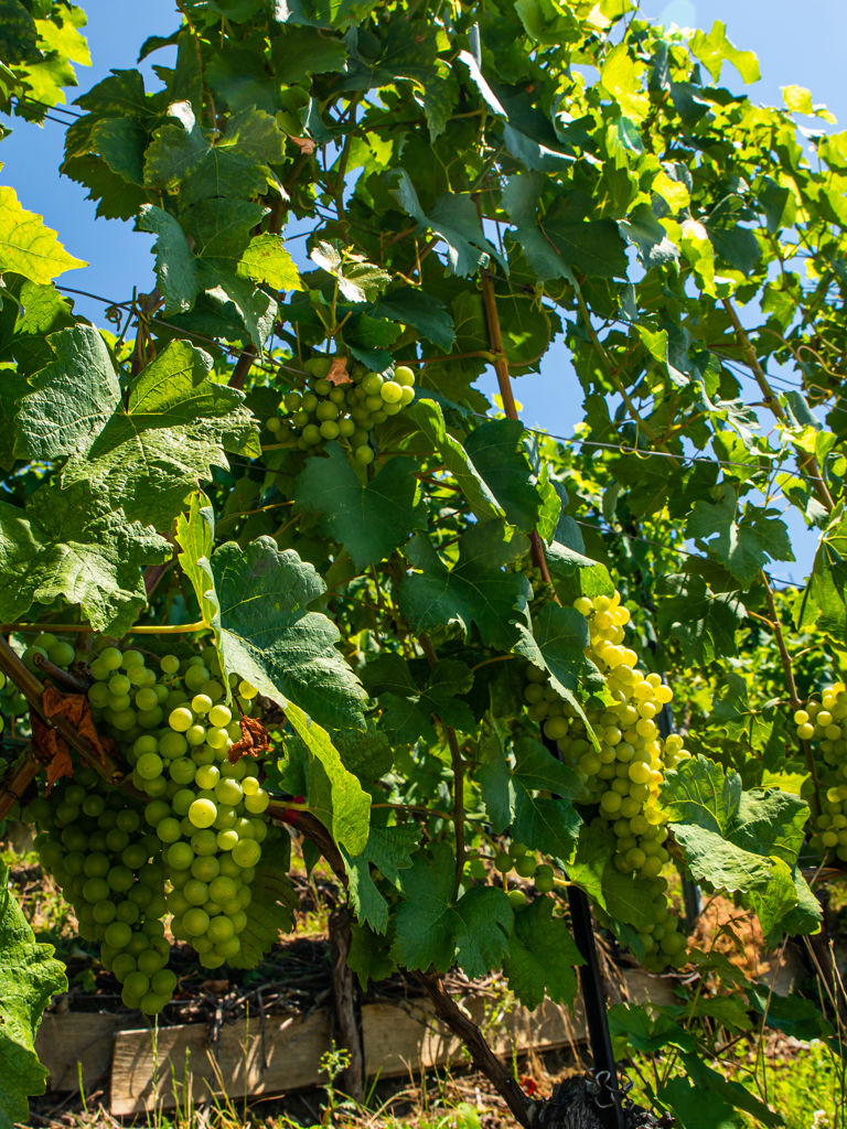 Vineyards and itineraries on Lake Geneva, grapes in maturation 1071 Chexbres, Switzerland Vineyards and itineraries on Lake Geneva, grapes in maturation 1071 Chexbres, Switzerland