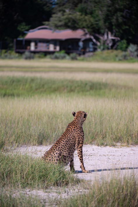 Cheetah exploring the grounds outside Suite 4 at Xigera Safari Lodge