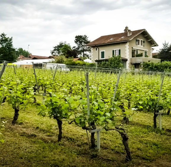 Rustic villa and vineyard on a hill in Satigny Satigny, Switzerland Rustic villa and vineyard on a hill in Satigny Satigny, Switzerland