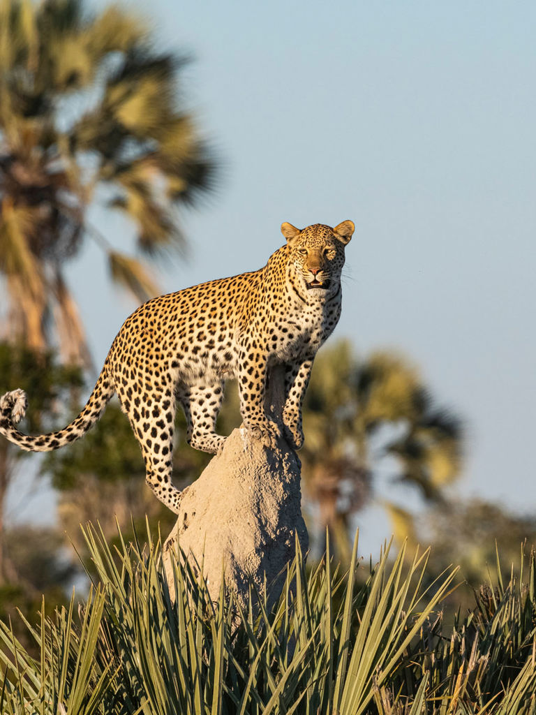 Leopards at Xigera Leopards at Xigera