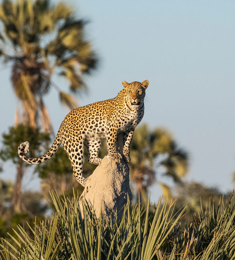 Leopards at Xigera Leopards at Xigera