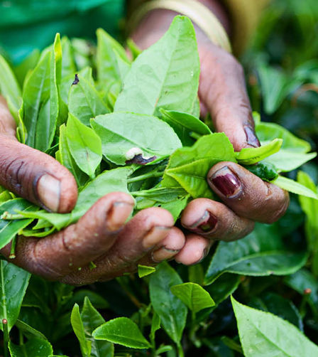 Darjeeling tea Darjeeling tea