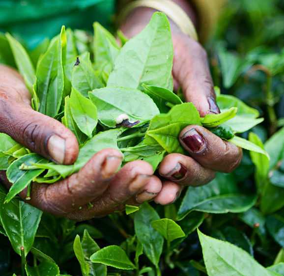 Darjeeling tea Darjeeling tea