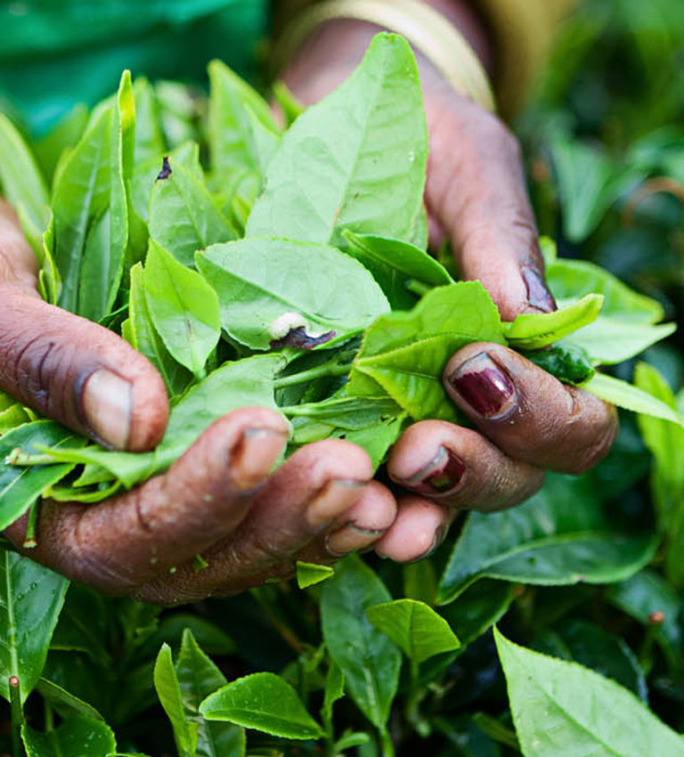 Darjeeling tea Darjeeling tea