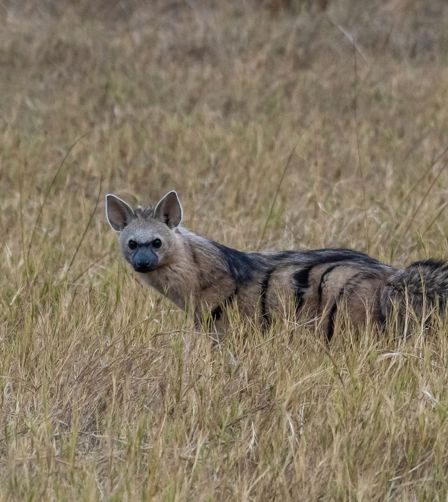 Aardwolf Aardwolf