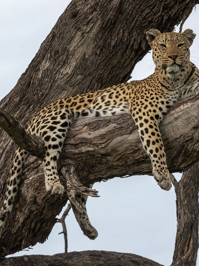 Xigera Leopard laying in the tree Xigera Leopard laying in the tree
