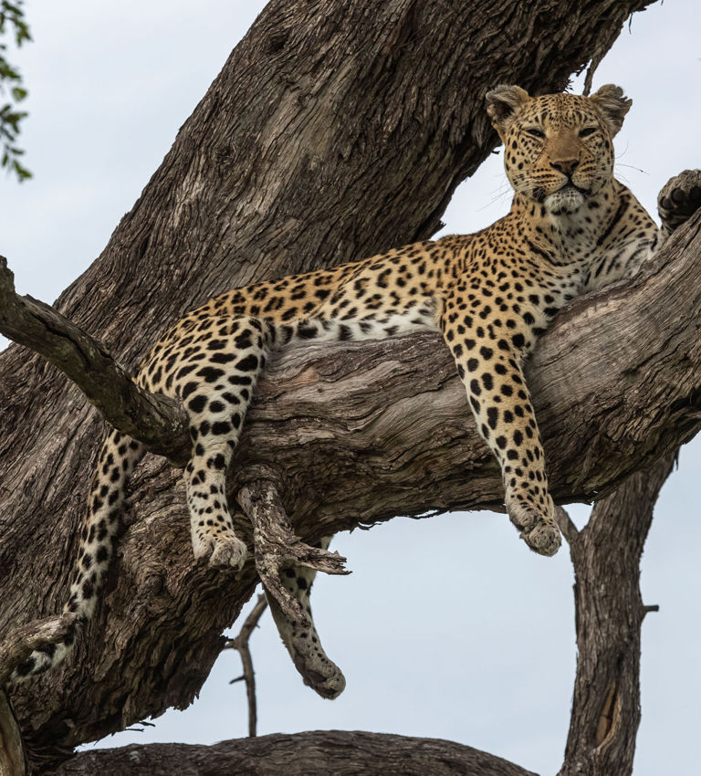 Xigera Leopard laying in the tree Xigera Leopard laying in the tree