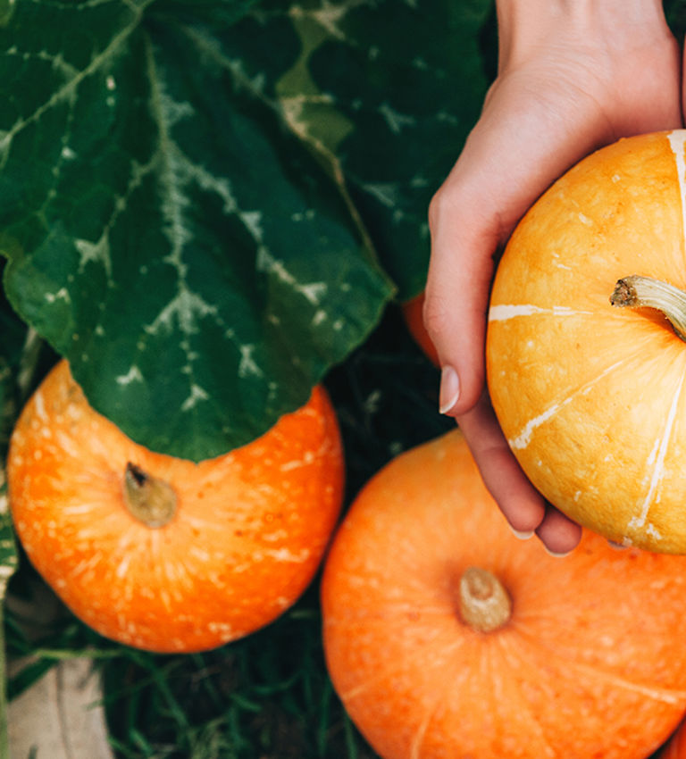 Pumpkins being picked in winter Pumpkins being picked in winter