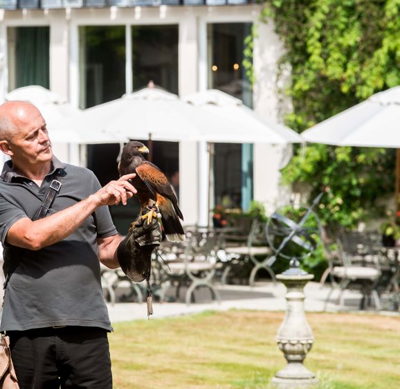 Falconry at Summer Lodge Falconry at Summer Lodge