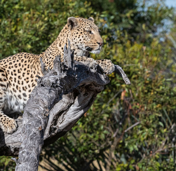Leopards at Xigera Leopards at Xigera