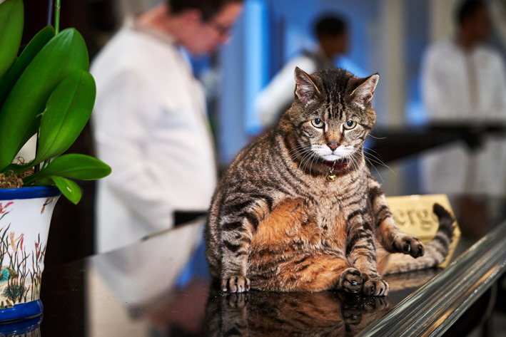 Skabenga The Oyster Box cat on the hotel check-in desk