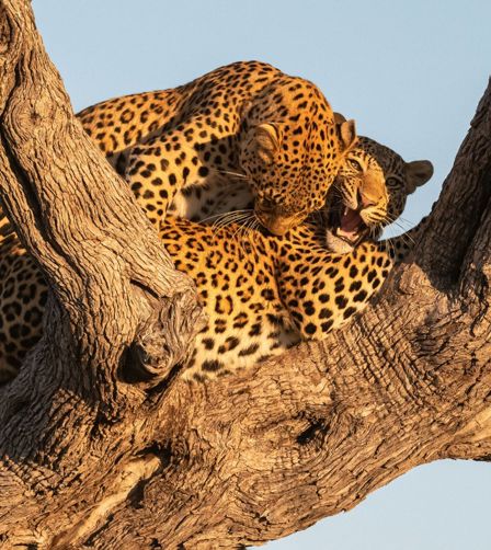 Leopards Leopards