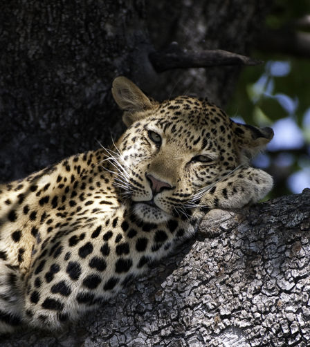 Lepoard In Tree Lepoard In Tree