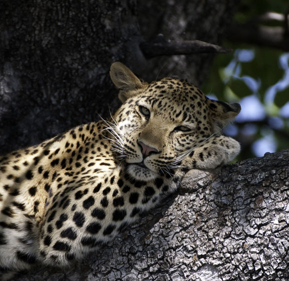 Lepoard In Tree Lepoard In Tree