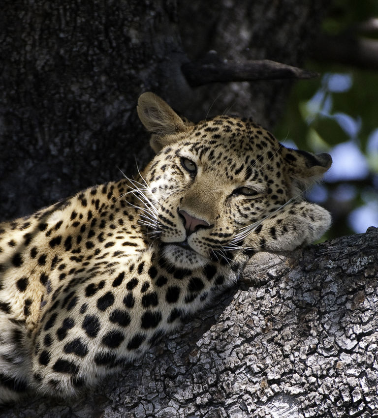Lepoard In Tree Lepoard In Tree