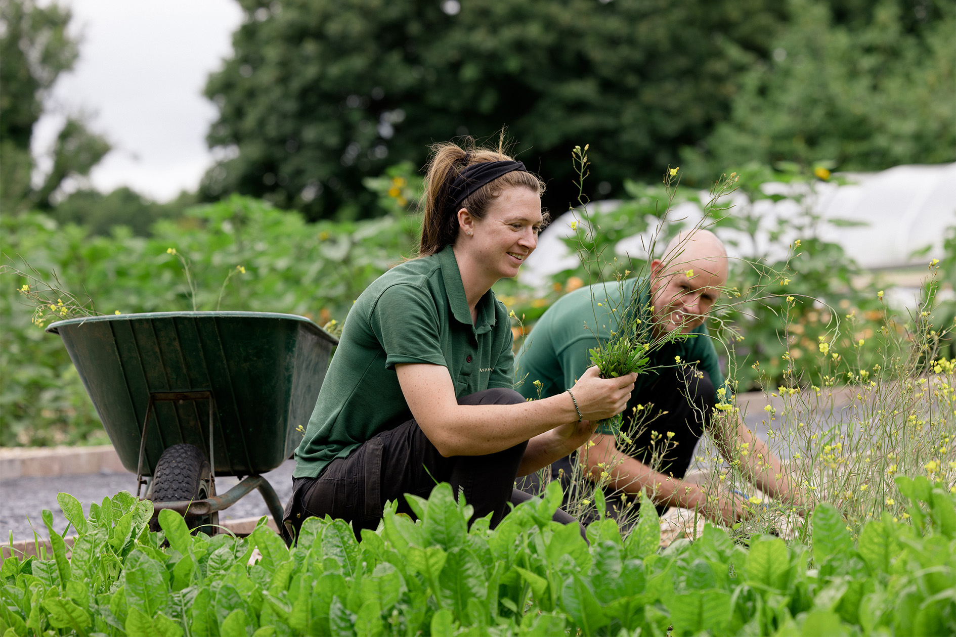 gardeners in garden