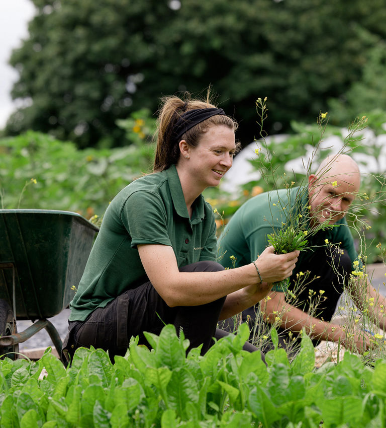 gardeners in garden gardeners in garden