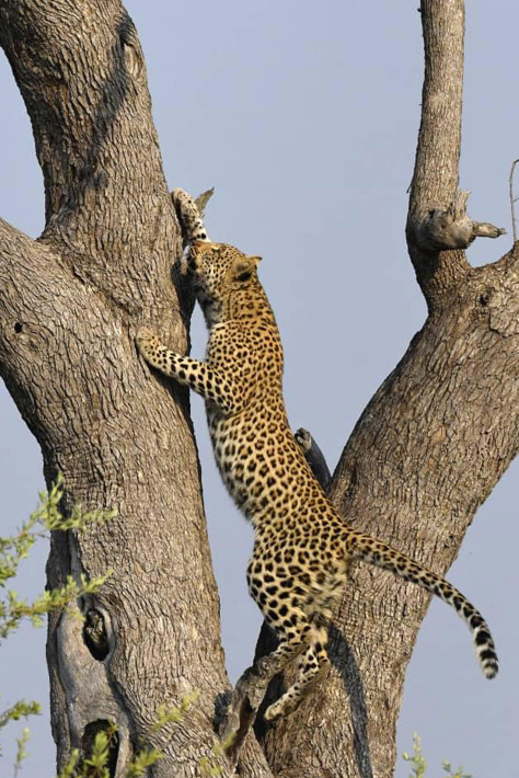 Leopard, Sophie, in tree