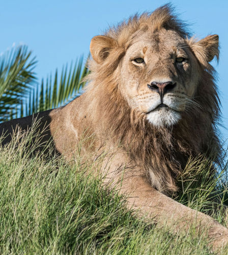 Xigera lions watching the horizon Xigera lions watching the horizon