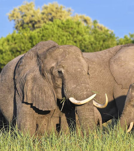 Elephants close up Elephants close up