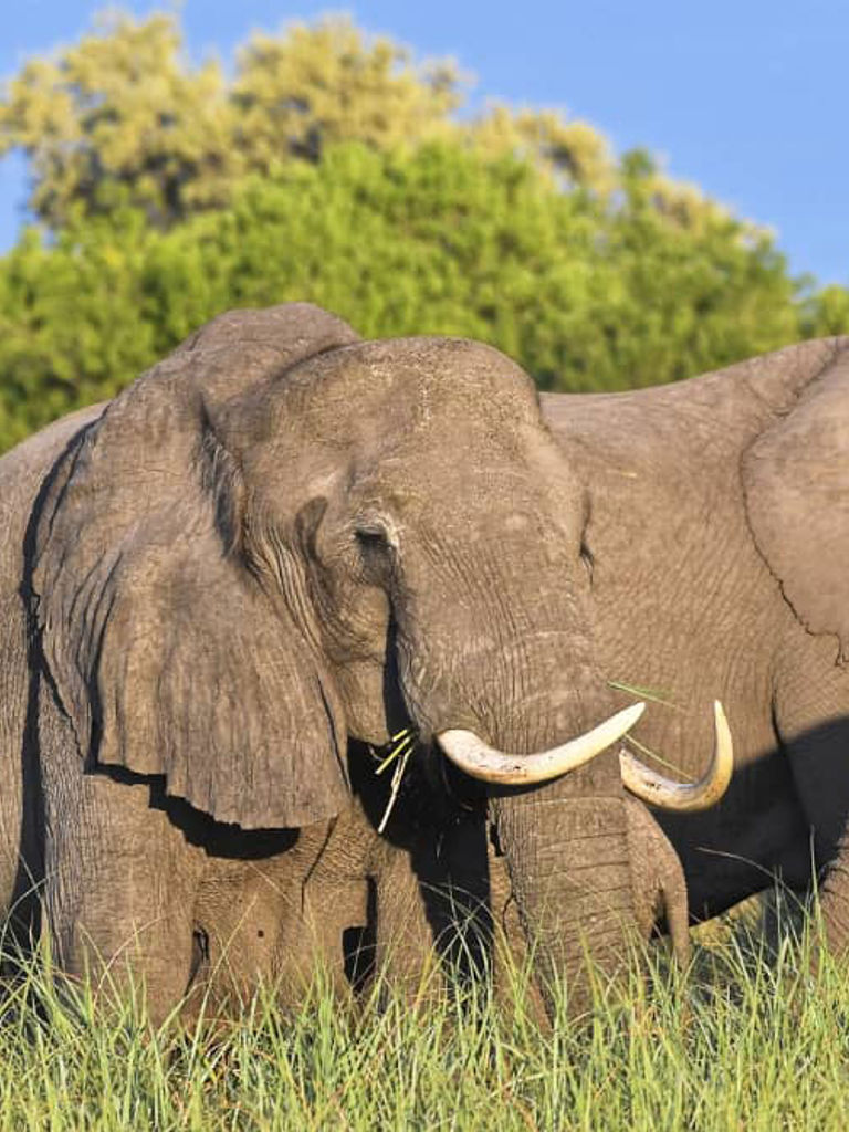 Elephants close up Elephants close up