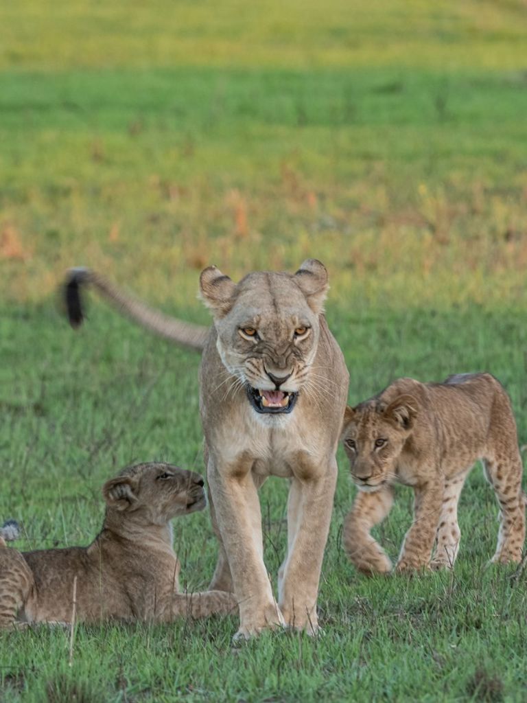 Lions Xigera January Lions Xigera January