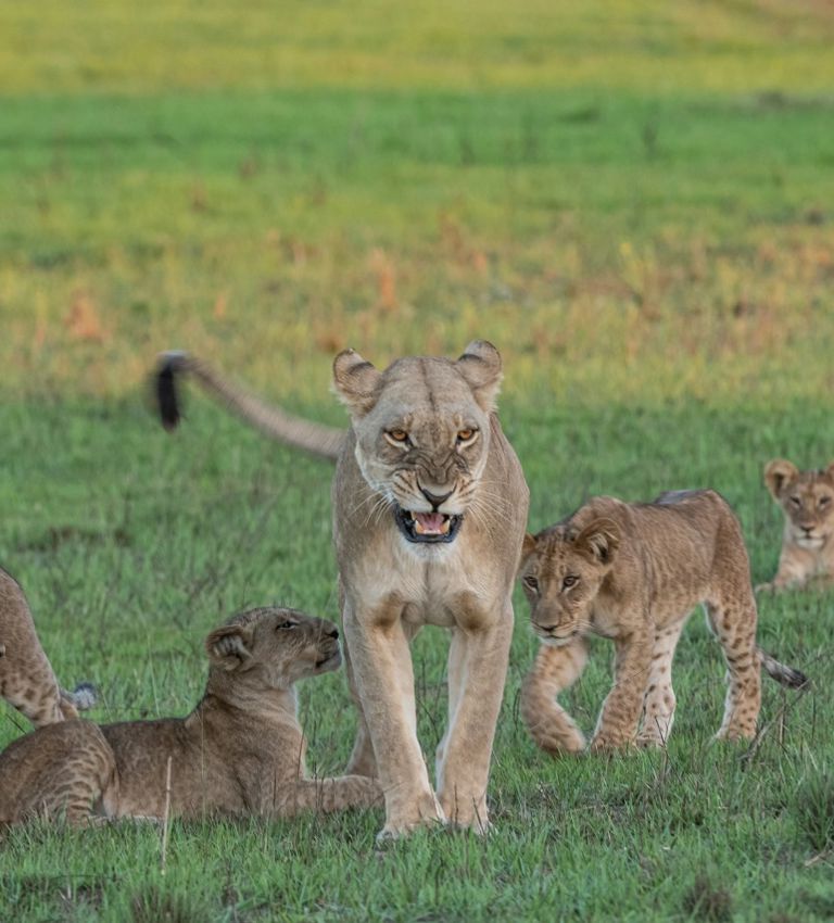 Lions Xigera January Lions Xigera January