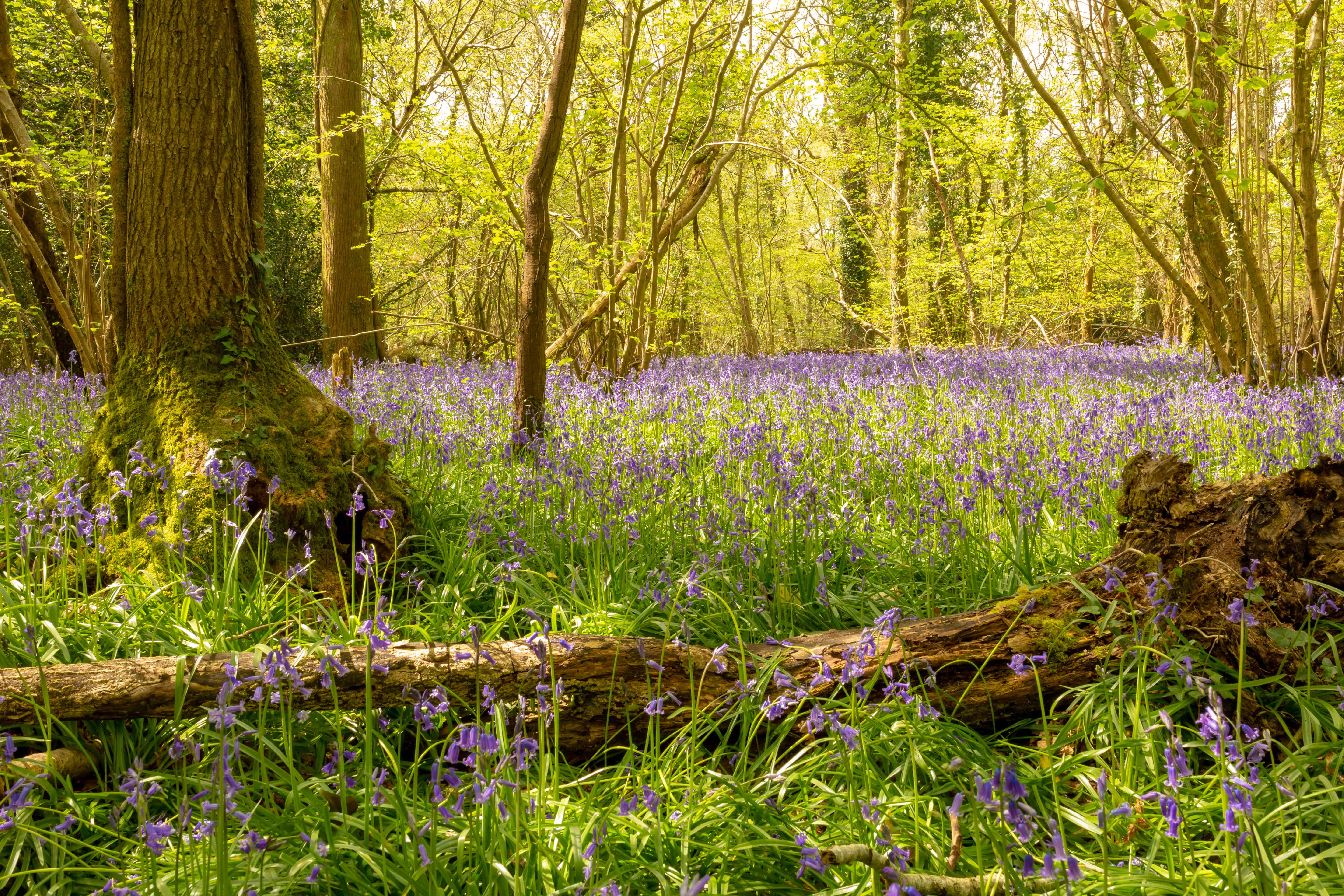 Colour landsape photograph of carpet of wild Bluebells in flower in ancient hazel and ash coppice with fallen dead wood in foreground. Dorset, UK
