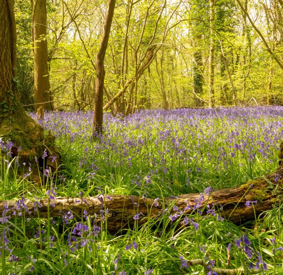 Colour landsape photograph of carpet of wild Bluebells in flower in ancient hazel and ash coppice with fallen dead wood in foreground. Dorset, UK Colour landsape photograph of carpet of wild Bluebells in flower in ancient hazel and ash coppice with fallen dead wood in foreground. Dorset, UK