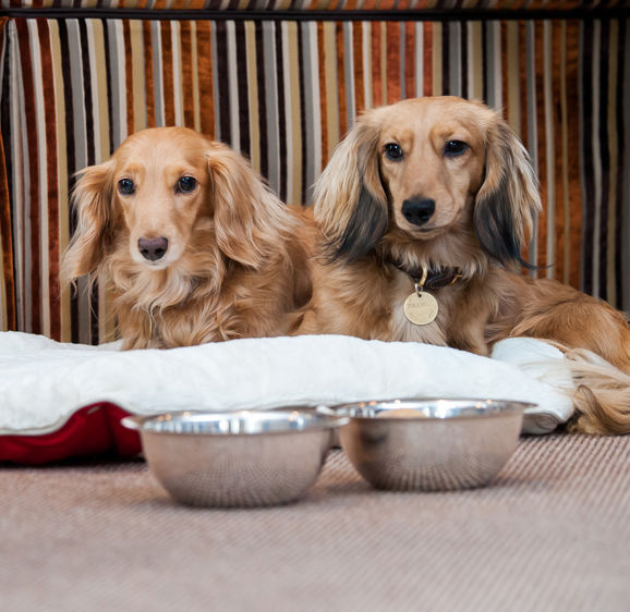 Pet service, complimentary dog bed and bowls Pet service, complimentary dog bed and bowls