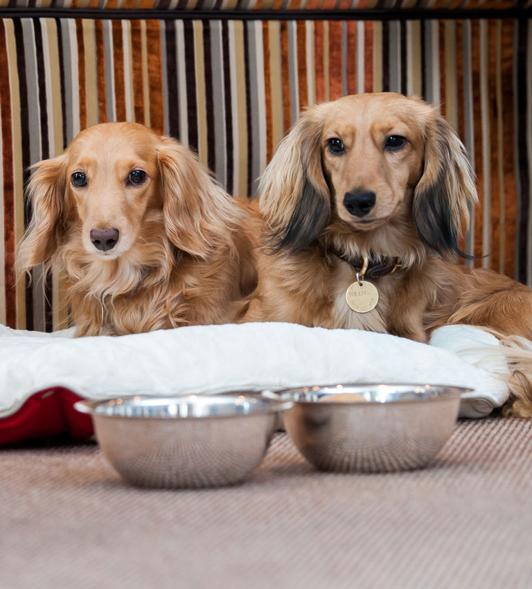 Pet service, complimentary dog bed and bowls Pet service, complimentary dog bed and bowls
