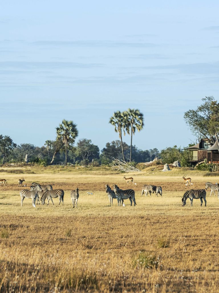 wildlife and zebra in front of lodge wildlife and zebra in front of lodge