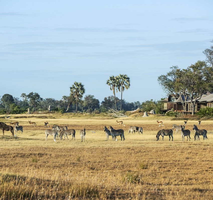 wildlife and zebra in front of lodge wildlife and zebra in front of lodge