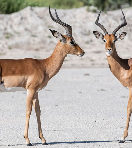 Xigera Impala rutting Xigera Impala rutting
