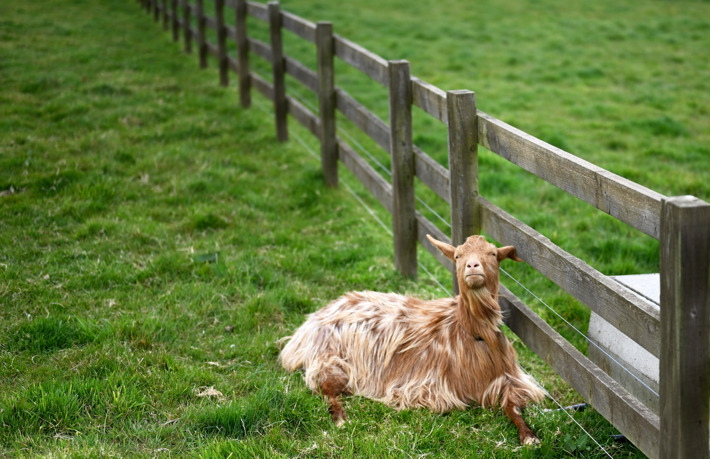 Golden Guernsey goat