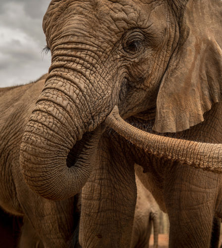 Picture of Shaba the elephant Picture of Shaba the elephant