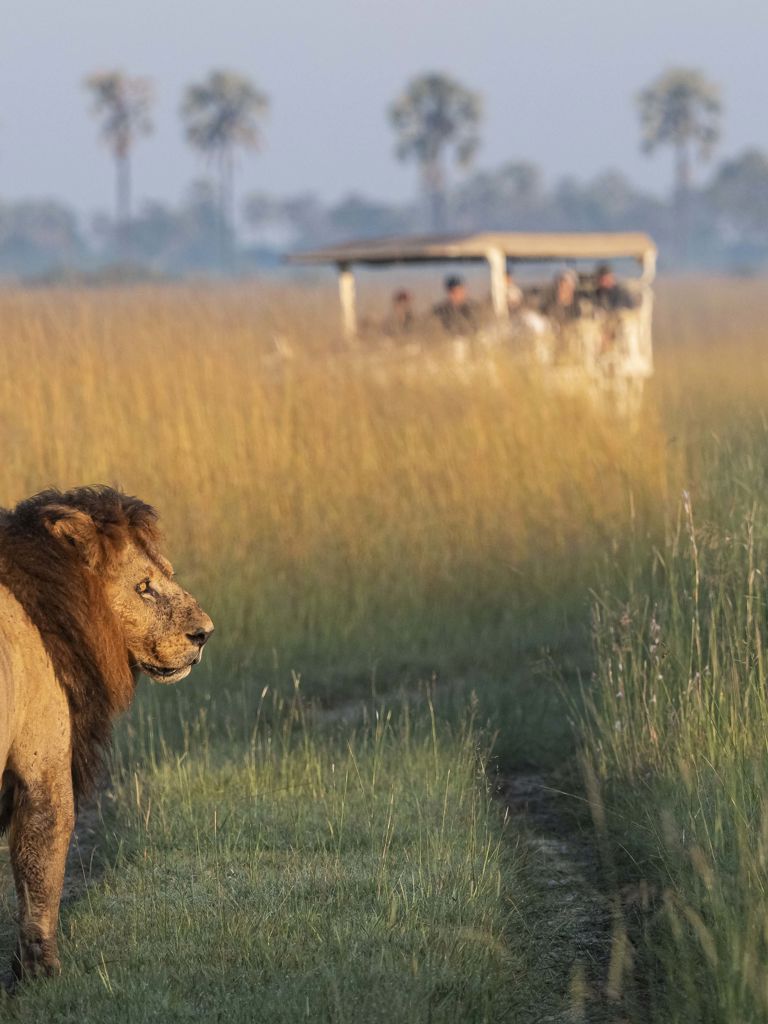 Xigera Lion on the floodplains Xigera Lion on the floodplains