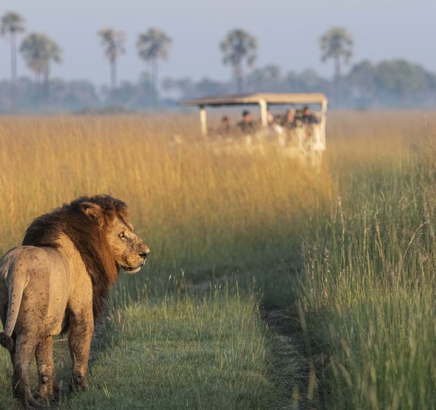 Xigera Lion on the floodplains Xigera Lion on the floodplains
