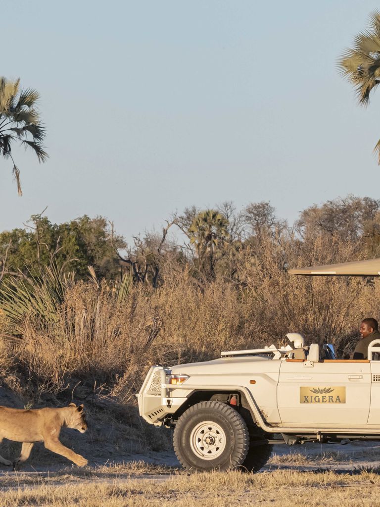 Lion sighting on a game drive at Xifera, with people in a safari vehicle Lion sighting on a game drive at Xifera, with people in a safari vehicle