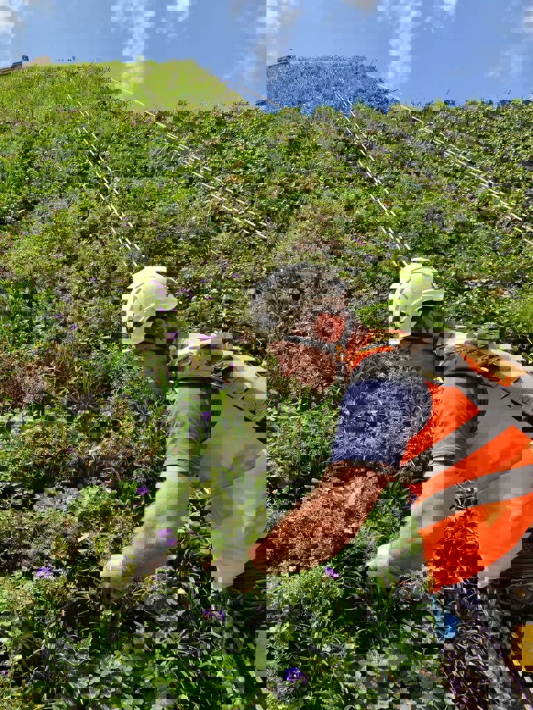 The Living Wall at The Rubens The Living Wall at The Rubens