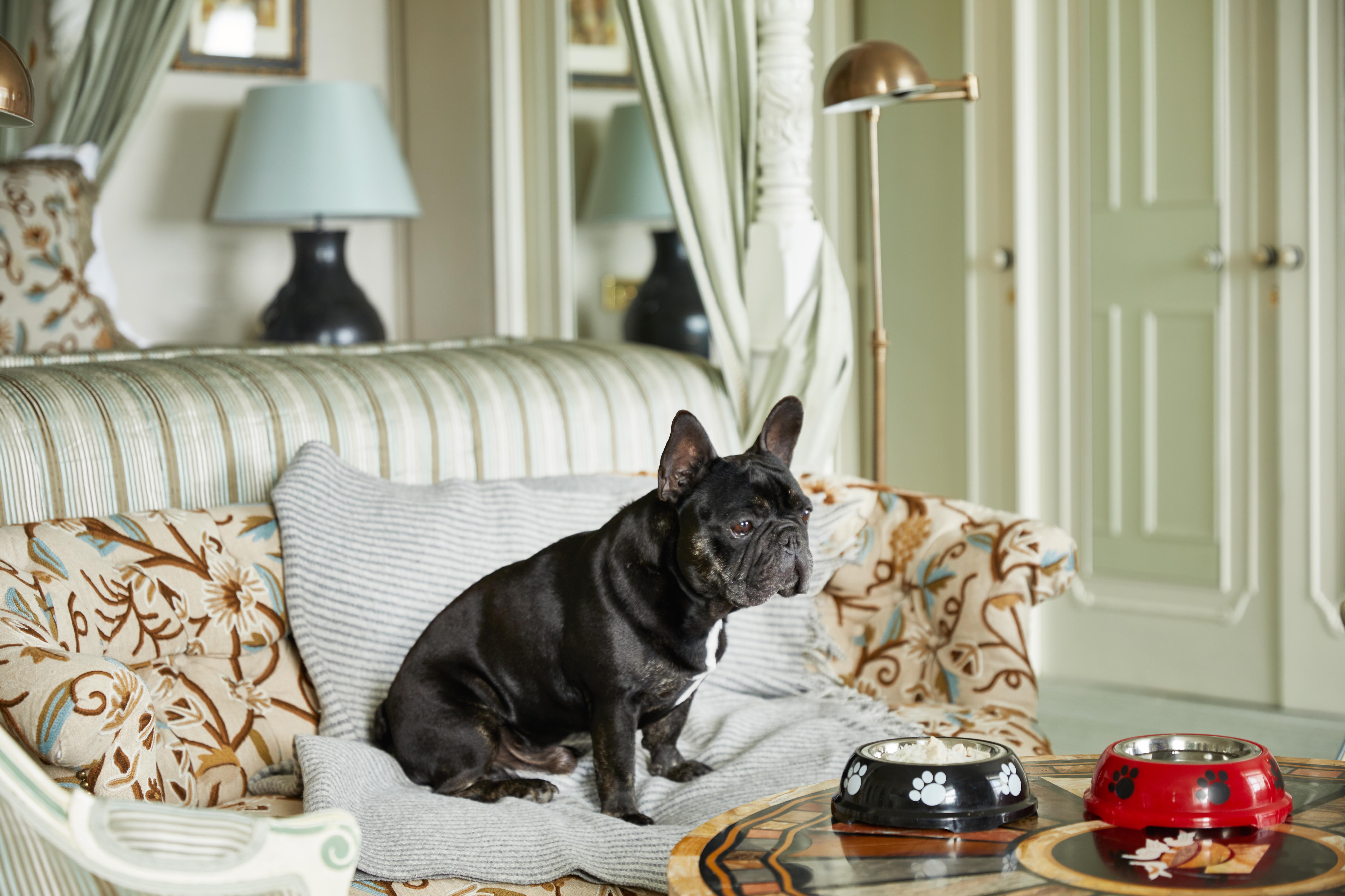 French bulldog and pet amenities