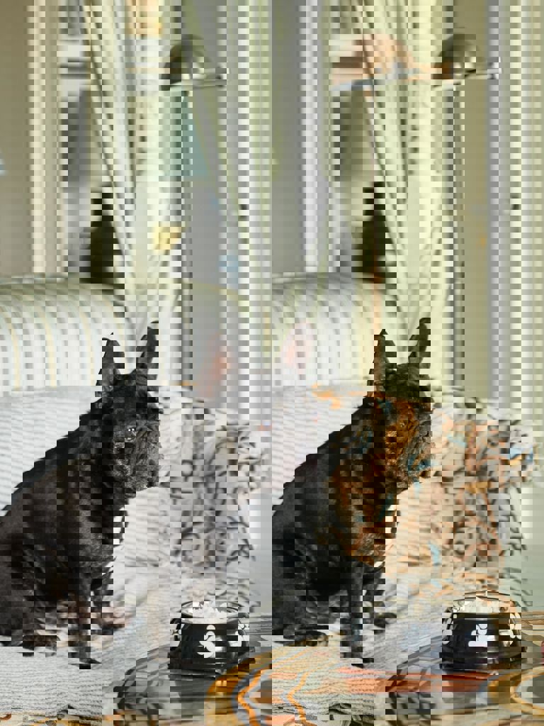 French bulldog and pet amenities French bulldog and pet amenities