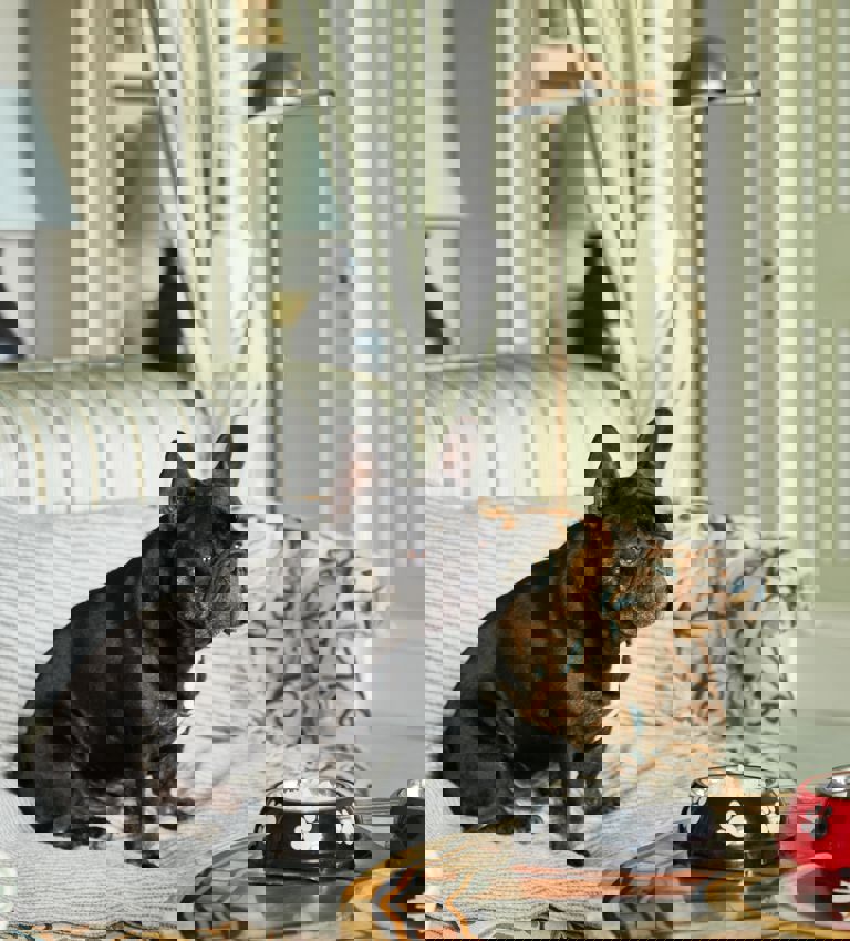 French bulldog and pet amenities French bulldog and pet amenities